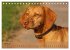 Magyar Vizsla - Ungarischer Vorstehhund... - Bild 10