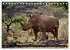 Afrikas Tierwelt: Nashörner... - Bild 14
