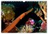 Mikronesien: Yap und Palau... - Bild 12