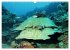 Mikronesien: Yap und Palau... - Bild 13