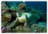 Mikronesien: Yap und Palau... - Bild 5