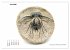 Fossilien - Ammoniten, Trilobiten,... - Bild 12