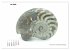 Fossilien - Ammoniten, Trilobiten,... - Bild 13