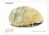 Fossilien - Ammoniten, Trilobiten,... - Bild 15