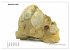 Fossilien - Ammoniten, Trilobiten,... - Bild 4