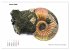 Fossilien - Ammoniten, Trilobiten,... - Bild 7