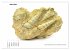 Fossilien - Ammoniten, Trilobiten,... - Bild 9