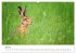 Unsere heimische Tierwelt (Wandkalender... - Bild 13
