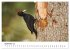 Unsere heimische Tierwelt (Wandkalender... - Bild 15