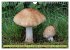 Pilze finden - das ganze Jahr!... - Bild 12