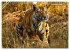 Wilde Tiere Indiens (Wandkalender 2026... - Bild 15