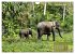 Wilde Tiere Indiens (Wandkalender 2026... - Bild 4