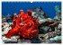Wunderwelt Unterwasser (Wandkalender... - Bild 11