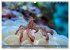 Wunderwelt Unterwasser (Wandkalender... - Bild 13