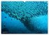 Wunderwelt Unterwasser (Wandkalender... - Bild 5