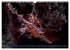 Wunderwelt Unterwasser (Wandkalender... - Bild 9