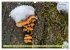 Pilze finden - das ganze Jahr!... - Bild 7