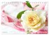 So viele schöne Rosen (Tischkalender... - Bild 15