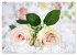 So viele schöne Rosen (Tischkalender... - Bild 5