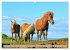 Islandpferde - Die tierischen Stars der... - Bild 14