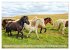 Islandpferde - Die tierischen Stars der... - Bild 15