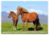 Islandpferde - Die tierischen Stars der... - Bild 3