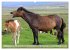 Islandpferde - Die tierischen Stars der... - Bild 4