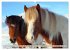 Islandpferde - Die tierischen Stars der... - Bild 5