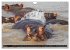 Hippos im südlichen Afrika... - Bild 11