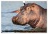 Hippos im südlichen Afrika... - Bild 12