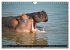 Hippos im südlichen Afrika... - Bild 3