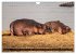 Hippos im südlichen Afrika... - Bild 7