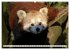 Kleiner Panda auf Entdeckungstour... - Bild 2