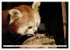 Kleiner Panda auf Entdeckungstour... - Bild 11