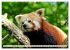 Kleiner Panda auf Entdeckungstour... - Bild 12