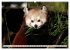Kleiner Panda auf Entdeckungstour... - Bild 13