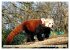 Kleiner Panda auf Entdeckungstour... - Bild 14