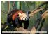 Kleiner Panda auf Entdeckungstour... - Bild 3