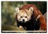 Kleiner Panda auf Entdeckungstour... - Bild 7