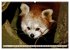 Kleiner Panda auf Entdeckungstour... - Bild 8