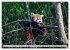 Kleiner Panda auf Entdeckungstour... - Bild 10