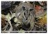Kängururs und Wallabys (Wandkalender... - Bild 11