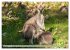 Kängururs und Wallabys (Wandkalender... - Bild 12