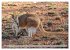 Kängururs und Wallabys (Wandkalender... - Bild 14