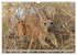 Kängururs und Wallabys (Wandkalender... - Bild 8