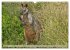 Kängururs und Wallabys (Wandkalender... - Bild 10