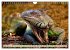 Wunderschöner Leguan (Wandkalender... - Bild 15