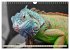 Wunderschöner Leguan (Wandkalender... - Bild 4