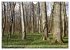 Der Hainich in Thüringen -... - Bild 11