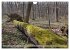 Der Hainich in Thüringen -... - Bild 3